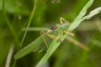 Grande Sauterelle verte