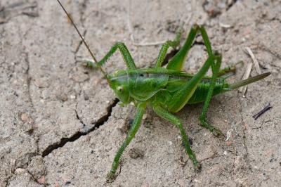 Grande Sauterelle verte
