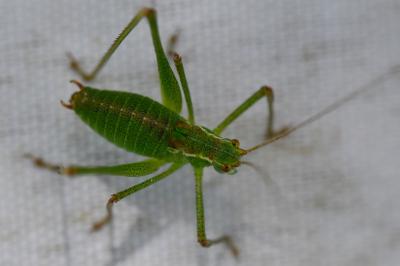 Leptophye ponctuée