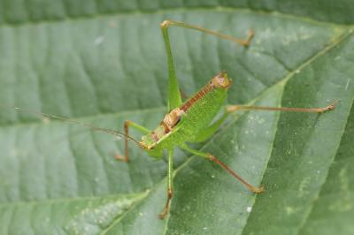 Leptophye ponctuée