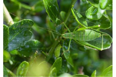 Leptophye ponctuée