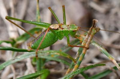 Leptophye ponctuée