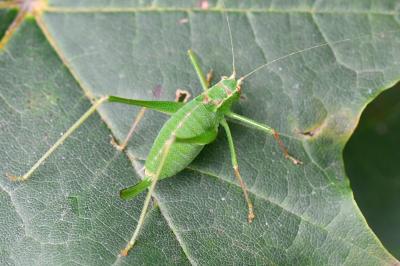 Leptophye ponctuée