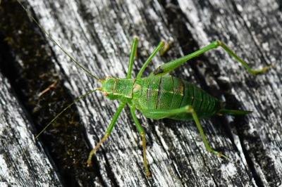 Leptophye ponctuée
