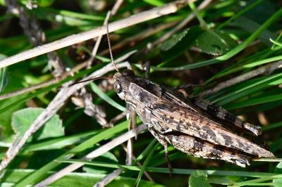 Caloptène italien