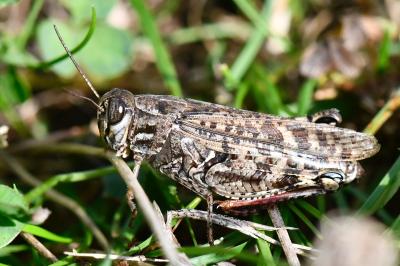 Caloptène italien