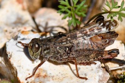 Caloptène italien