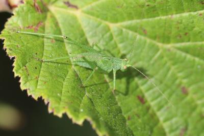 Leptophye ponctuée