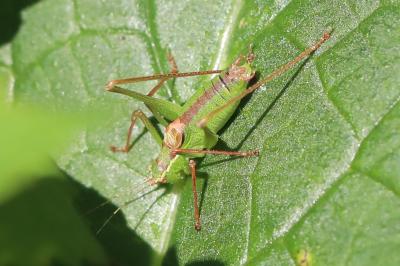 Leptophye ponctuée
