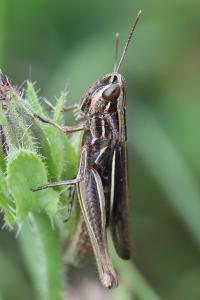 <i>Euchorthippus elegantulus</i>