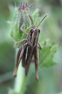 <i>Euchorthippus elegantulus</i>