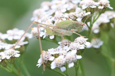 <i>Phaneroptera</i>