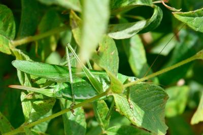 Grande Sauterelle verte