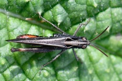 Criquet noir-ébène
