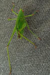 <i>Phaneroptera</i>