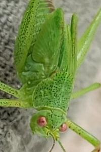 <i>Phaneroptera</i>