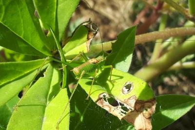 Leptophye ponctuée