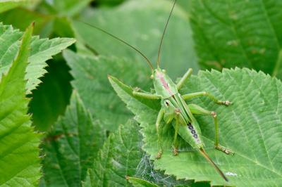 Grande Sauterelle verte