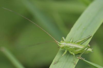 Grande Sauterelle verte