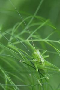 Grande Sauterelle verte