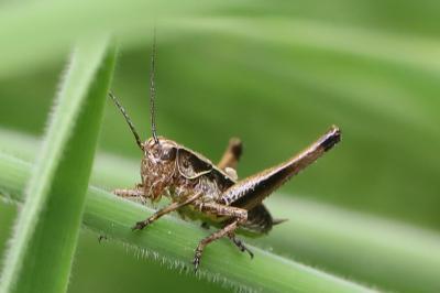 Decticelle cendrée