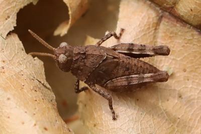 <i>Oedipoda</i>