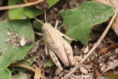 <i>Oedipoda</i>