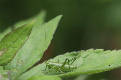 Grande Sauterelle verte