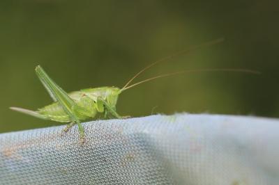 Grande Sauterelle verte
