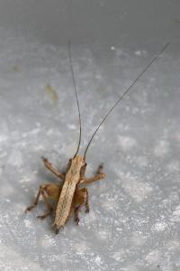 Decticelle cendrée