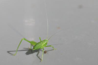 Leptophye ponctuée