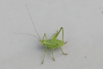 Leptophye ponctuée