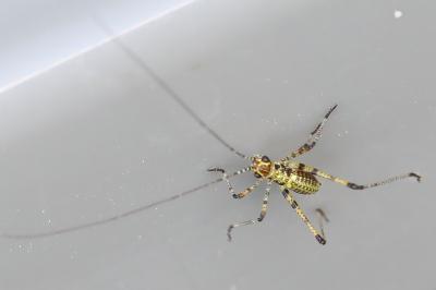 <i>Phaneroptera</i>