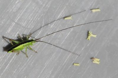 <i>Conocephalus</i>