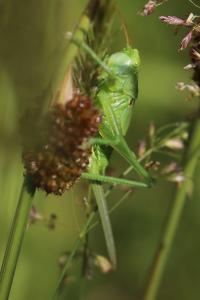 Grande Sauterelle verte