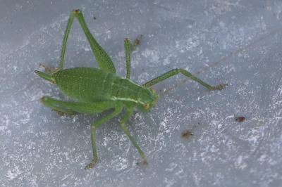 Leptophye ponctuée