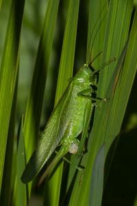 Grande Sauterelle verte
