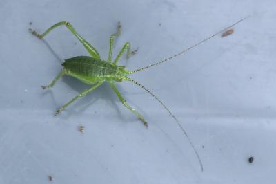 Leptophye ponctuée