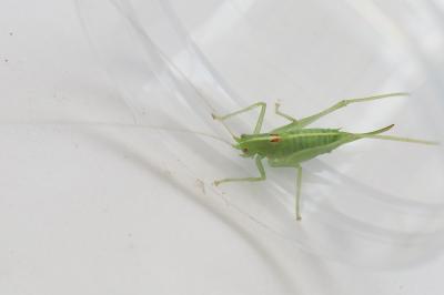 Méconème fragile