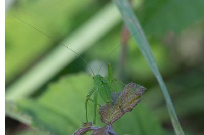 Leptophye ponctuée