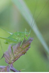 Leptophye ponctuée