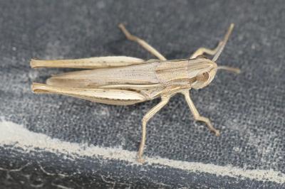 <i>Euchorthippus elegantulus</i>