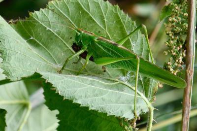 Grande Sauterelle verte