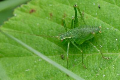 Leptophye ponctuée