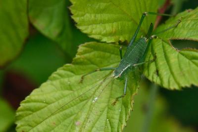 Leptophye ponctuée