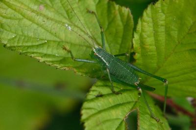 Leptophye ponctuée
