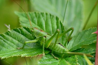 Grande Sauterelle verte