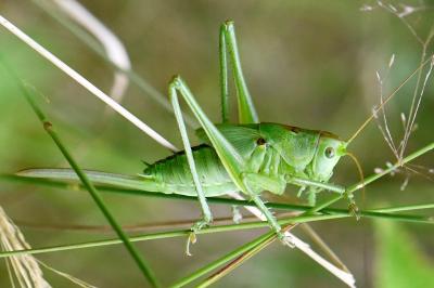 Grande Sauterelle verte