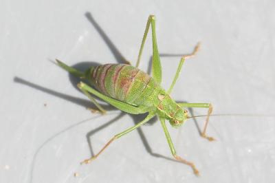 Leptophye ponctuée