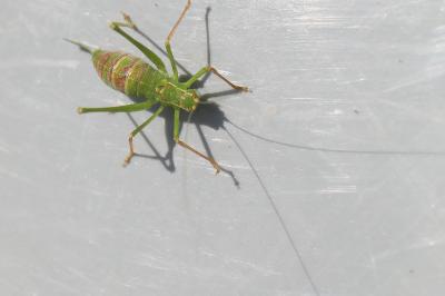 Leptophye ponctuée